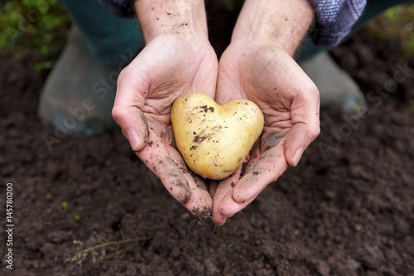 Fototapeta Serce ziemniaczane