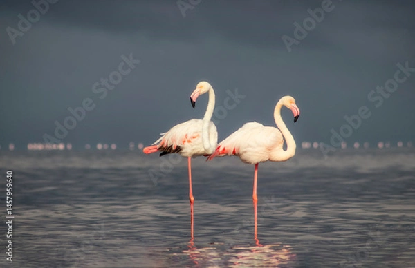Fototapeta Wild african birds. Two Great african flamingos  walking around the blue lagoon against bright sky