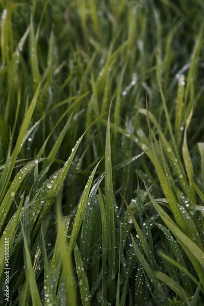 Fototapeta Green grass with drops of water after a rain