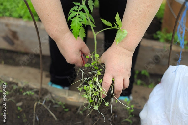 Obraz Woman planting tomatoes