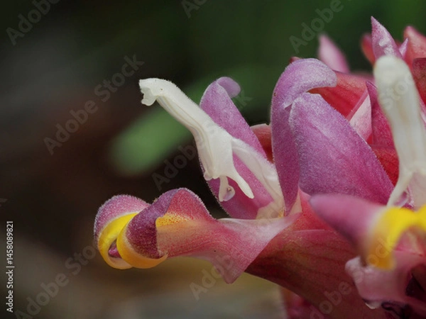 Fototapeta Close up Kra Cheo Suthep or Curcuma ecomata Craib endemic plants in Chiang Mai, Thailand.
