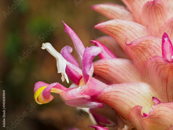 Fototapeta Close up Kra Cheo Suthep or Curcuma ecomata Craib endemic plants in Chiang Mai, Thailand.