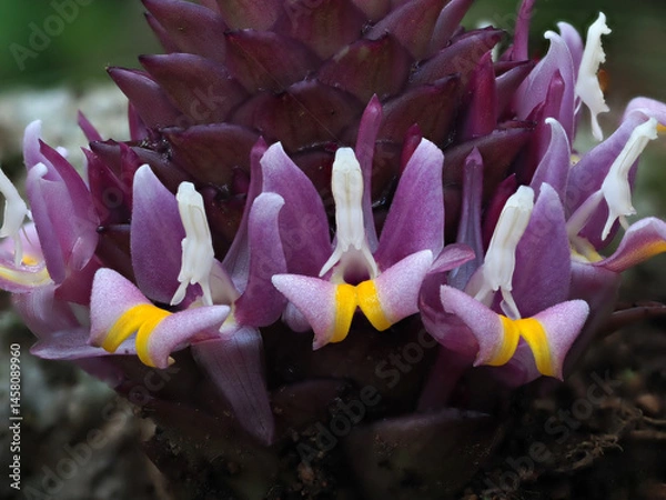 Fototapeta Close up Kra Cheo Suthep or Curcuma ecomata Craib endemic plants in Chiang Mai, Thailand.