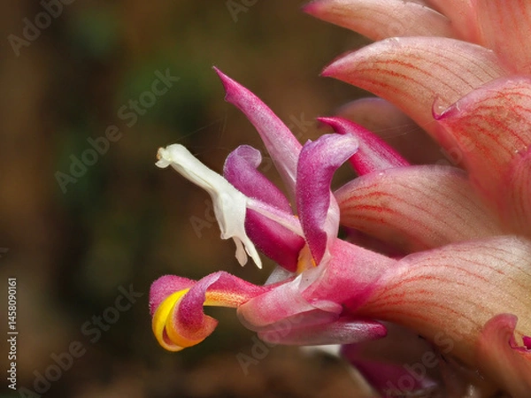 Fototapeta Close up Kra Cheo Suthep or Curcuma ecomata Craib endemic plants in Chiang Mai, Thailand.