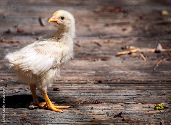 Obraz chick