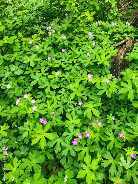 Obraz 723-50 Wild Gerainium