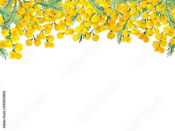 Fototapeta Watercolor frame with mimosa in the upper. Delicate spring design on white background, perfect for cover, postcard, banner, spring background .