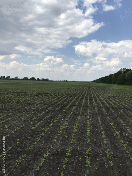 Fototapeta Spring rows of sugar beets. Under a playful sky, the agronomic service takes care of the sugar beet harvest. The vast field, rows of beet plants stretch far to the horizon