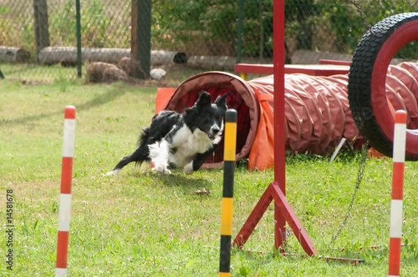 Fototapeta Dog agility