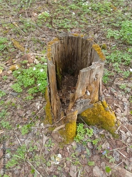 Obraz Weathered Tree Stump with Vibrant Moss and Wildflowers in Forest Succession Process