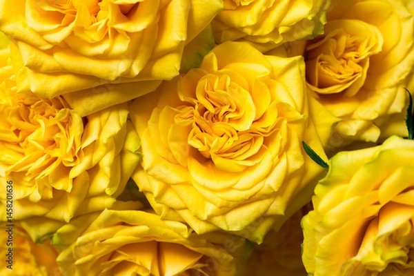 Fototapeta Close up of multiple yellow roses in full bloom with detailed petals.
