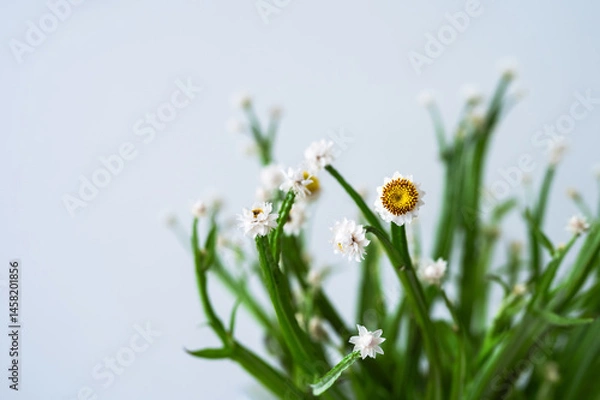 Fototapeta Close up of white strawflowers (Helichrysum) with yellow centers and green stems on a light background.