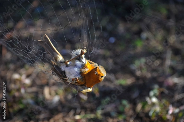 Obraz Bird in the net 