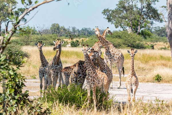 Fototapeta wildlife of moremi national park in botswana: giraffe family looking for shade in typical landscape