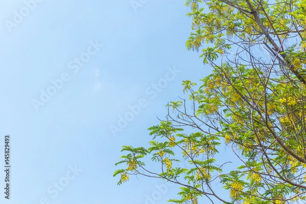 Fototapeta yellow flower on big tree over blue sky background