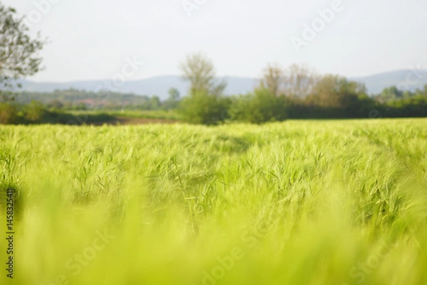 Fototapeta Summer landscape from the outskirts of a village: a field sown with grain crops and mountains in the background. Ears of young wheat in the golden hour. Rural area in Serbia: growing cereals.