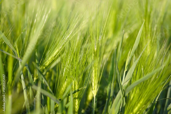 Fototapeta A close-up fragment of a field sown with wheat: green spikelets among long narrow leaves under the sunlight. Agriculture in the Balkans: growing cereal crops. Grain plant in early summer.