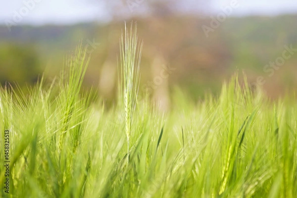 Fototapeta Newly formed green ears of wheat on a blurred background. Agricultural field in early summer: the beginning of the harvest ripening period. Close-up of young spikelets illuminated by the sun.