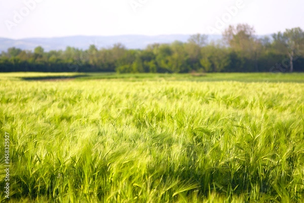 Fototapeta Economy in Serbia: land used for growing grain crops in the east of the country. Taken during golden hour, a landscape of a summer field with green ears of wheat, trees and mountains in the background