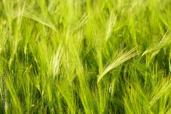 Fototapeta Green background: young cereal crops in a field shining in the sunlight. Summer in the countryside: close-up photograph of ears of wheat. Food production in Serbia: growing plants to produce flour.