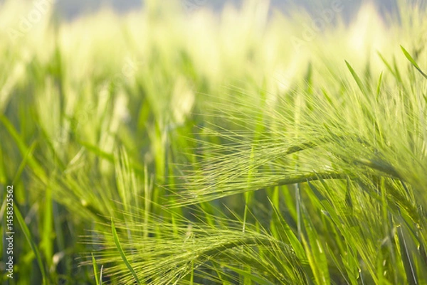 Fototapeta Summer field: close-up photo of young green ears of wheat in the rays of the setting sun. Use of land in Serbia for agriculture: growing grain crops. Traditional plants in farming.