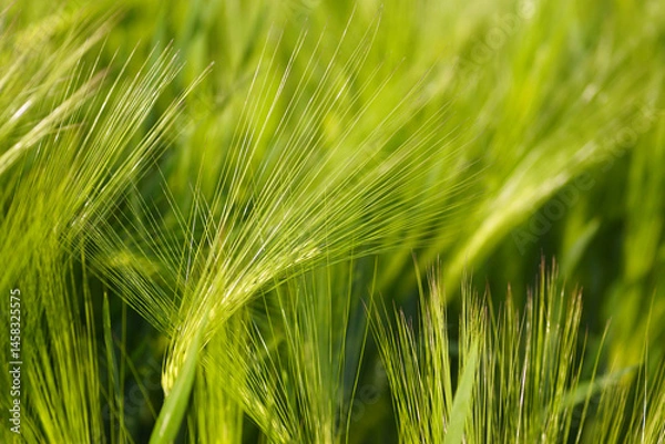 Fototapeta Late spring on an agricultural field sown with cereal crops: formed green ears. On a grain farm in Serbia: close-up of wheat spikelets glistening in the sunlight. 	Industrial plant on arable land.