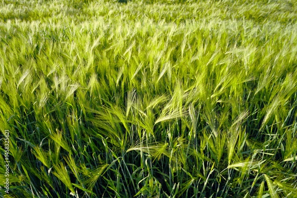 Fototapeta Branches of agriculture: growing wheat. Using fertile soil to grow cereals. A fragment of a field with green ears of wheat photographed from above. Plants important for human nutrition.