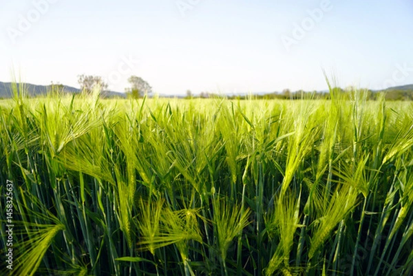 Fototapeta A field of green wheat on a sunny summer day. Farming in the Balkans: cereal crops in rural Serbia. Using fertile soils: growing plants for staple foods. Spikelets growing.