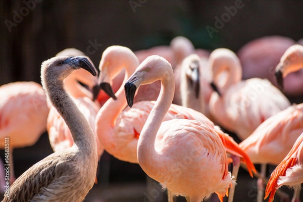 Obraz captive Chilean Flamingo