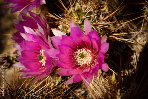 Obraz Strawberry Hedge Hog with Blossoms