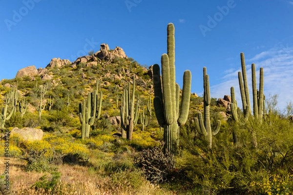 Obraz Sonoran Desert