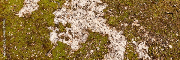 Obraz Panoramic image. Moss on stone floor