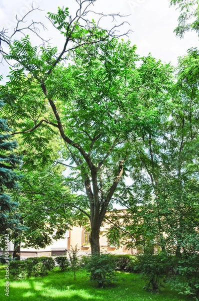 Fototapeta Robinia pseudoacacia, or false acacia, or black locust tree