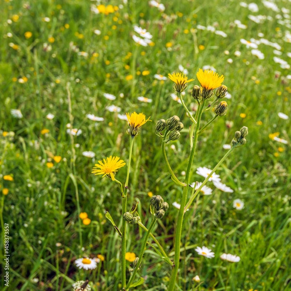 Fototapeta Yellow flowering and budding field milk thistle plant in front of a field with ox-eye daisies between the grass. The square photo was taken in the Netherlands on a sunny afternoon in the spring season