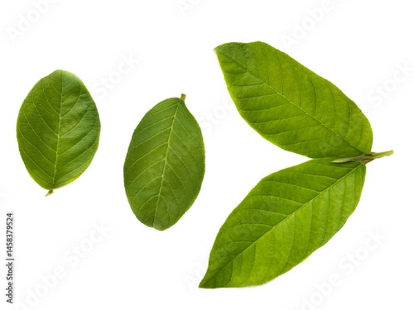 Obraz Green guava leaves on white background