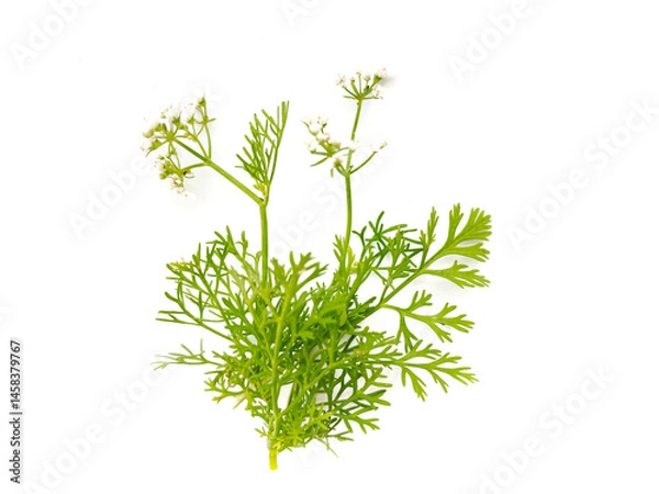 Obraz Coriander on white background