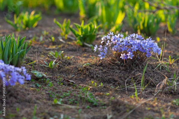 Fototapeta The first spring flower - Liverwort grows in the garden in the rays of the setting sun