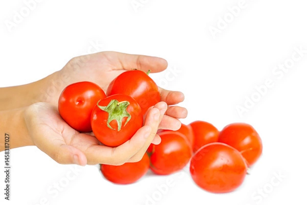 Fototapeta Group of ripe tomatoes in hand on white background. Soft and selective focus.
