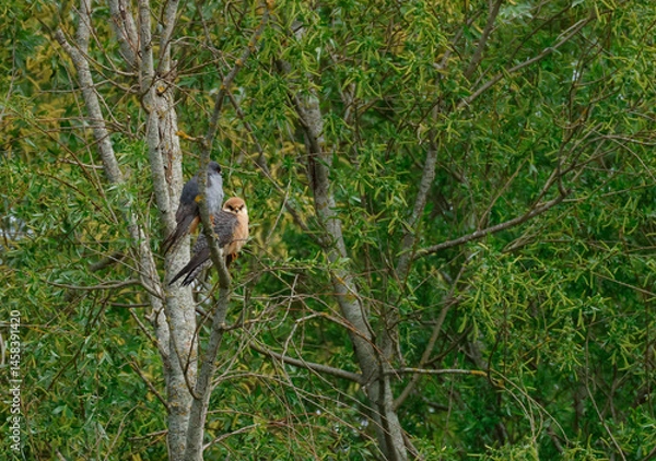 Fototapeta A pair of rare Red-footed Falcon, Falco vespertinus, perching on a Willow tree on a windy day.