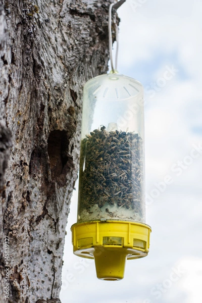 Fototapeta Bee trap full of dead bees hanging from old tree on the shores of Lake Coeur d'Alene.