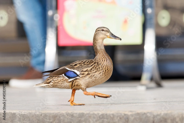 Fototapeta Canard colvert femelle (Anas platyrhynchos) marchant au milieu des touristes sur l'esplanade du Trocadéro à Paris