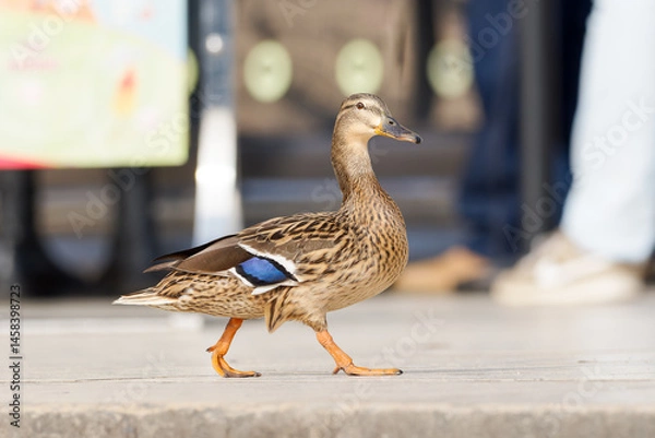 Fototapeta Canard colvert femelle (Anas platyrhynchos) marchant au milieu des touristes sur l'esplanade du Trocadéro à Paris