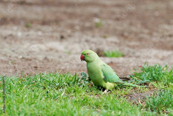 Fototapeta Perruche à collier (Psittacula krameri) dans l'herbe dans un jardin urbain à Paris