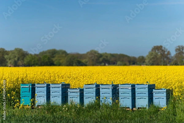 Fototapeta Colourful beehives in a field of rapeseed on a spring day.