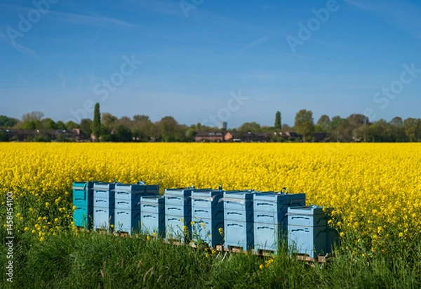 Fototapeta Colourful beehives in a field of rapeseed in spring.