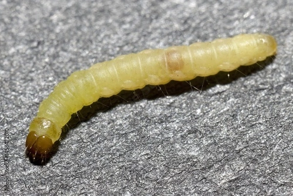 Fototapeta Macro Shot of a Clothes Moth Larva on a Textured Gray Surface, Tineola bisselliella larva