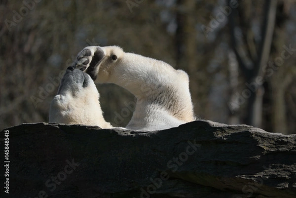 Fototapeta A relaxed polar bear lies on a rock and raises a paw in the air. Animal shot