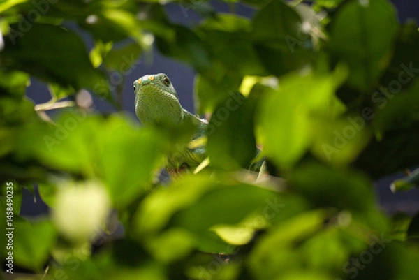 Fototapeta Green iguana, half hidden between tropical leaves. natural camouflage