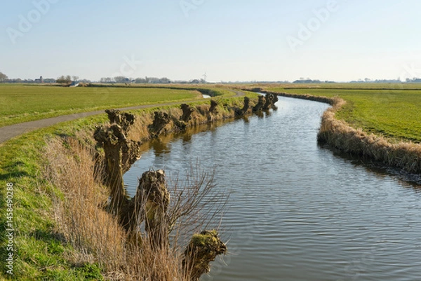 Fototapeta Bare pruned pollard willows along the side of a wide ditch near Marrum Friesland The Netherlands in early spring under a blue sky