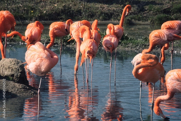 Fototapeta Flamingos standing in the water, looking for food. Bright orange plumage.